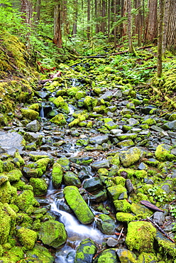 Rain Forest with small creek, Olympic National Park, UNESCO World Heritage Site, Washington, United States of America, North America