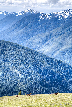 Hurricane Ridge, Olympic National Park, UNESCO World Heritage Site, Washington, United States of America, North America