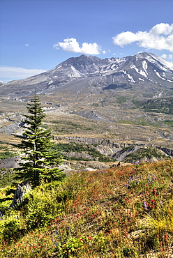 Mount St. Helens with wild flowers, Mount St. Helens National Volcanic Monument, Washington State, United States of America, North America