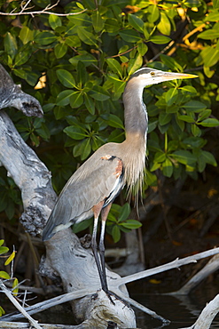 Great Blue Heron (Ardea Herodias), Rio Lagartos Biosphere Reserve, Rio Lagartos, Yucatan, Mexico, North America