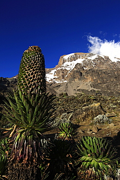 A giant groundsel growing at 4000 metres elevation under the Barranco Wall of Mount Kilimanjaro, Tanzania, East Africa, Africa