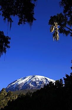 Looking up to the hanging glaciers of Uhuru Peak, Mount Kilimanjaro, Tanzania, East Africa, Africa