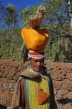 Bonda tribeswoman in traditional dress with beads, earrings and necklaces denoting her tribe and purse round her neck, carrying brushes to market, Onukudelli, Orissa, India, Asia