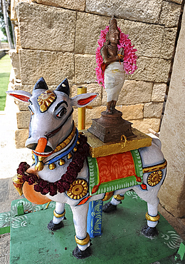 Nandi bull dressed with deity for temple ceremony, Gangaikonda Cholapuram temple to Shiva, Ariyalur district, Tamil Nadu, India, Asia