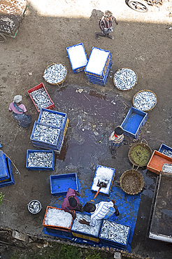 Sorting the morning's catch of fish, Dhanushkodi, Tamil Nadu, India, Asia