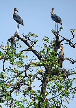 A group of rare Greater Adjutant storks, now an endangered species, perched high up in a tree, Hajo district, Assam, India, Asia