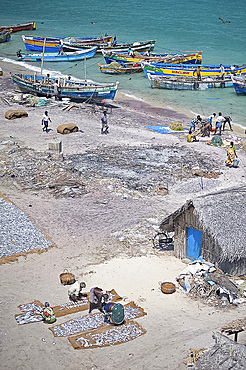 Unloading the morning's catch of fish, Dhanushkodi, Tamil Nadu, India, Asia