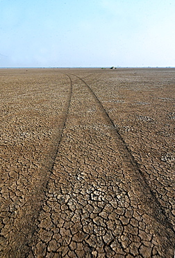 Jeep tracks in the desert of the Little Rann of Kutch near Dasada, Gujarat, India, Asia