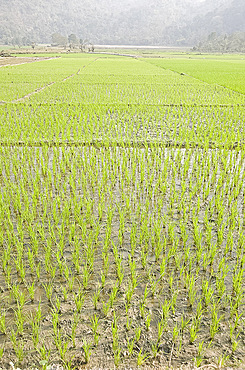 Rice paddy fields, Ganeshpahar village, Brahmaputra, Assam, India, Asia