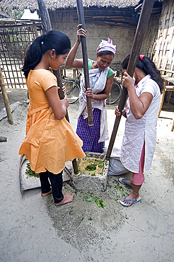 Assamese tribal village women, mother and daughters, crushing herb leaves in domestic stone mill, Majuli Island, Assam, India, Asia