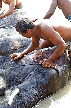 Elephant being washed by mahout in the waters of the holy River Ganges, Patna, Bihar, India, Asia