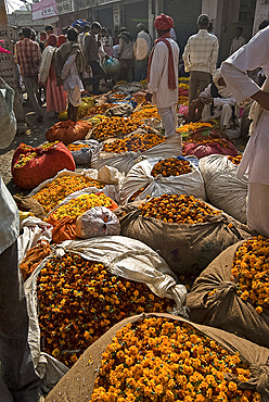 Marigolds tied up in cloth and sacking ready for sale, flower market, Bari Chaupar, Jaipur, Rajasthan, India, Asia