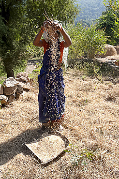 Young Saura tribeswoman winnowing village crop of newly harvested rice by hand, Orissa, India, Asia