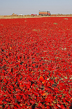 Red chillies laid out to dry in the sun and lorries waiting to be loaded, Tonk district, Eastern Rajasthan, India, Asia