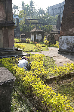 Gardener trimming low hedge in the 250 year old Dutch cemetery at Chinsurah, run by the Archaeological Survey of India, near Hugli, West Bengal, India, Asia