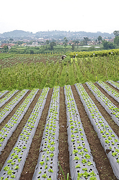 Well-tended market garden, Lembang, Bandung district, Java, Indonesia, Southeast Asia, Asia