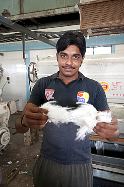 Man, factory worker, teasing processed cotton into strands, Rajkot district, Gujarat, India, Asia