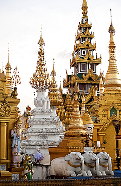 Shrines and pagodas at Shwedagon Pagoda, 2500 year old sacred Buddhist site, covered in gold, in evening light, Yangon, Myanmar (Burma), Asia