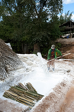 Man dipping bunches of bamboo into limewash to assist in oftening them for the papermaking process, Hsipaw, Shan state, Myanmar (Burma), Asia