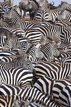 Zebras, Serengeti National Park, Tanzania, East Africa, Africa