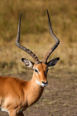 Impala (Aepyceros melampus), Masai Mara National Reserve, Kenya, East Africa, Africa