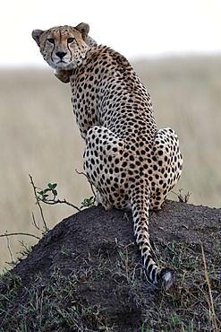 Cheetah female (Acinonyx jubatus) with radio collar, Masai Mara Game Reserve, Kenya, East Africa, Africa