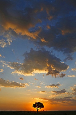 Acacia tree and clouds at sunset, Masai Mara National Park, Kenya, East Africa, Africa