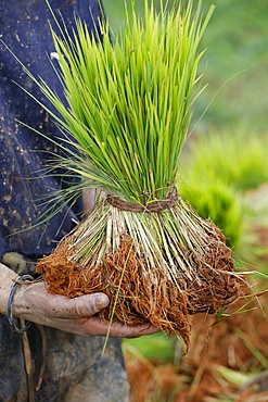 Close-up of farmer with rice seedling in hands, Madagascar, Africa