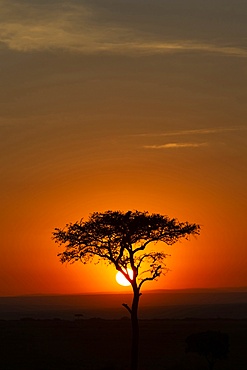 African tree at sunset, Masai Mara National Reserve, Kenya, East Africa, Africa