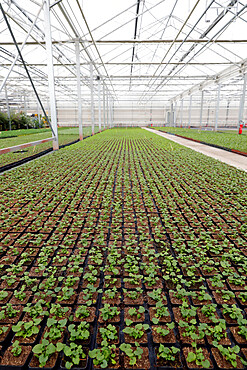 Flower production and plant cultivation in greenhouse, Annecy, Haute-Savoie, France, Europe