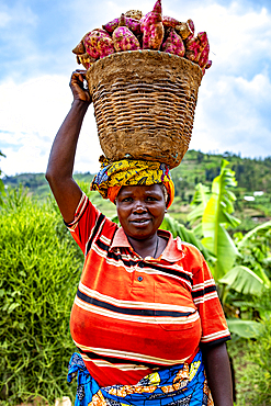 Woman carrying a basket of sweet potatoes on her head in western Rwanda, Africa