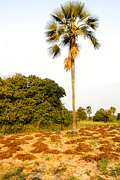 Harvested peanut plants outside Ndangane, Senegal, West Africa, Africa