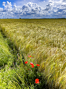 Poppies and field under a cloudy sky in Eure, Normandy, France, Europe