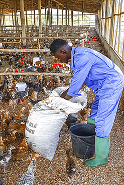 Farm in Djidje, Benin. Chicken coop