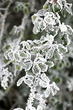 Leaves covered in frost in winter. Cold weather concept.