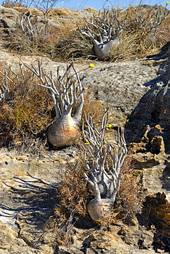 Small Baobab trees in the Isalo National Park, Madagascar, Africa