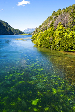 Crystal clear water in the Los Alerces National Park, Chubut, Patagonia, Argentina, South America