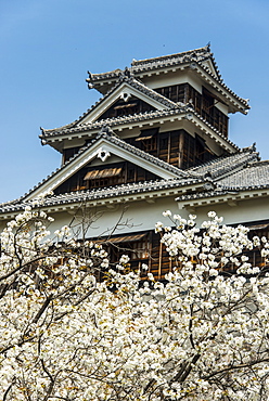 Cherry blossom and Kumamoto Japanese Castle, Kumamoto, Kyushu, Japan, Asia 