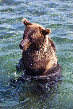 Kamchatka brown bear (Ursus arctos beringianus), Kurile Lake, Kamchatka, Russia, Eurasia