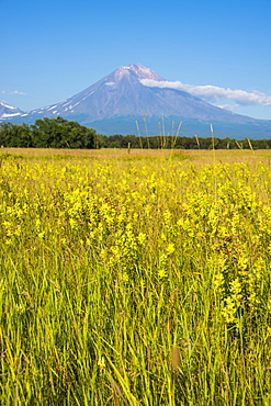 Wild flower field and the Avachinskaya Sopka volcano near Petropavlovsk-Kamchatsky, Kamchatka, Russia, Eurasia