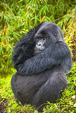 Mountain gorilla (Gorilla beringei beringei), Virunga National Park, Rwanda, Africa