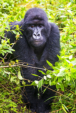 Mountain gorilla (Gorilla beringei beringei), Virunga National Park, Rwanda, Africa