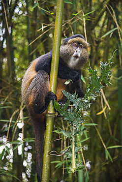 Golden monkey (Cercopithecus kandti), Virunga National Park, Rwanda, Africa