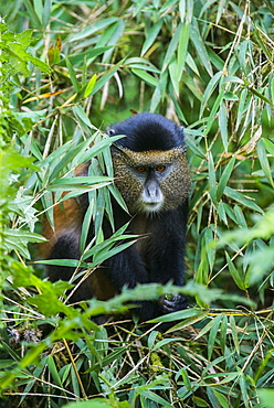 Golden monkey (Cercopithecus kandti), Virunga National Park, Rwanda, Africa