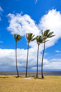 Palm trees, Kakahaia Beach Park, island of Molokai, Hawaii, United States of America, Pacific