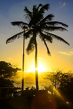 Backlit palm tree in the Fortress of Fortaleza San Felipe, Puerto Plata, Dominican Republic, West Indies, Caribbean, Central America