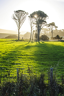 Backlit trees in green fields, the Catlins, South Island, New Zealand, Pacific