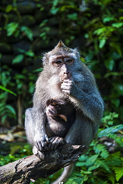 Crab-eating macaque (Macaca fascicularis), Monkey Forest, Ubud, Bali, Indonesia, Southeast Asia, Asia