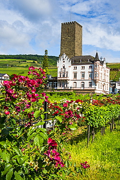 Vineyard in front of the Bruemserburg in Ruedesheim (Rudesheim) on the River Rhine, Rhine Gorge, UNESCO World Heritage Site, Hesse, Germany, Europe