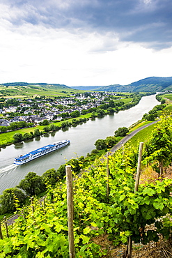 Cruise ship passing a vineyard at Muehlheim, Moselle Valley, Rhineland-Palatinate, Germany, Europe